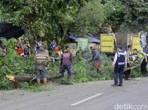 Ada Pohon Tumbang, Pantura Pekalongan Sempat Macet