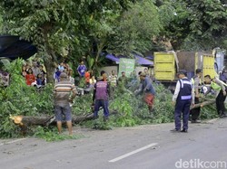 Ada Pohon Tumbang, Pantura Pekalongan Sempat Macet