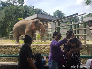 Kandang Gajah dan Jerapah Jadi Favorit Pengunjung di Ragunan