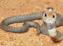 Bayi Meninggal Karena Menyusu Setelah Ibunya Digigit Ular Berbisa