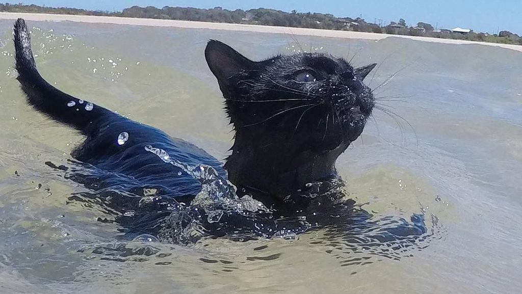 Foto: Lucunya Nathan, Kucing yang Suka Pantai Foto: Lucunya Nathan, Kucing yang Suka Pantai