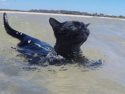 Foto: Lucunya Nathan, Kucing yang Suka Pantai