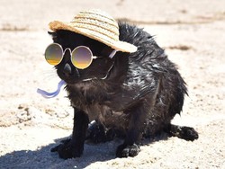 Nathan, Kucing yang Suka Pantai