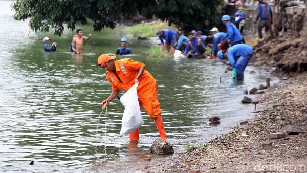 Melihat Perjuangan PPSU Bersihkan Danau Sunter