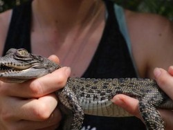 Bayi Buaya Tawaran Kado Natal Unik dari NT
