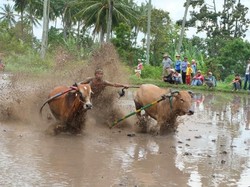 Begini Serunya Tradisi Balap Sapi di Sumatera Barat