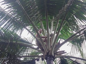 Gula Kelapa Banyumas Tembus Pasar Dunia