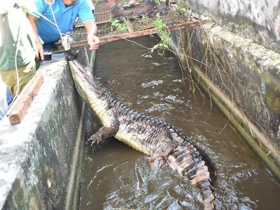 Foto: Begini Susahnya 11 Orang Menaklukkan Buaya Seberat 2 Kuintal