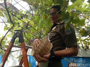 Resmikan Urban Farming di Cempaka Putih, Sandi Panen Anggur