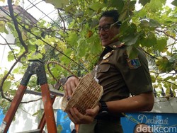 Resmikan Urban Farming di Cempaka Putih, Sandi Panen Anggur