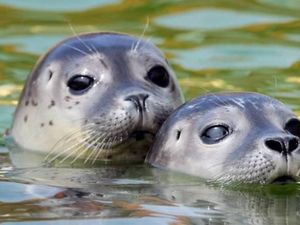 Sentuh Anjing Laut, Turis Ini Kena Denda Rp 21 Juta