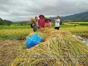 Cara Petani Padang Panjang Bisa Tetap Panen di Musim Hujan