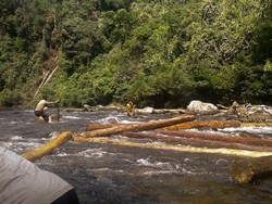 Ini Dia Penampakan Ilegal Logging Hutan Suaka Rimbang Baling Riau