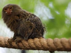 Sambut Penghujung Tahun, Kebun Binatang Canberra Tambah Koleksi Baru