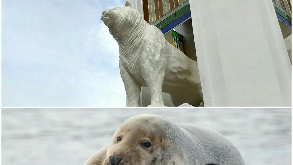 Ini Foto-foto Anjing Laut, Mirip dengan Patung Maung Bandung? Ini Foto-foto Anjing Laut, Mirip dengan Patung Maung Bandung?