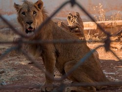 Singa hingga Beruang di Suriah Dipindah ke Kebun Binatang Yordania