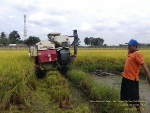 Padi Ini Unggul, Panennya Melimpah hingga Kebal Wereng Padi Ini Unggul, Panennya Melimpah hingga Kebal Wereng