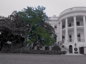 Video: Pohon Magnolia Berusia 2 Abad di Gedung Putih Ditebang Video: Pohon Magnolia Berusia 2 Abad di Gedung Putih Ditebang