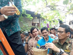 Pemprov DKI akan Tampung Hasil Panen Urban Farming Warga