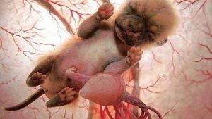 Mengagumkan! Seperti Ini Penampakan Hewan dalam Rahim