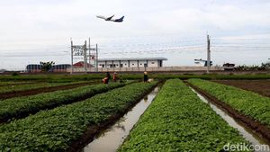 Melihat Semangat Petani di Soekarno-Hatta