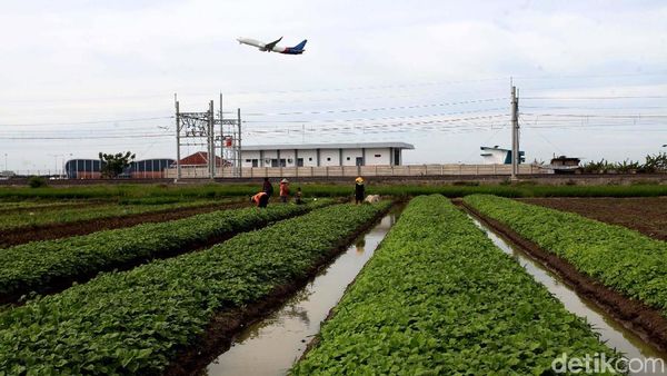 Melihat Semangat Petani di Soekarno-Hatta