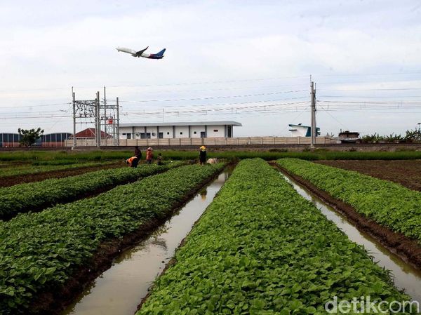 Melihat Semangat Petani di Soekarno-Hatta