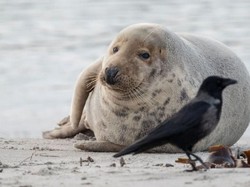 Waduh! Anjing Laut Lempari Manusia dengan Gurita