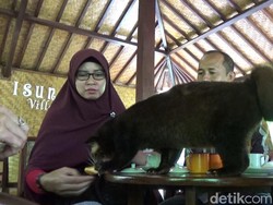 Sensasi Minum Kopi Luwak Bareng Binatang Aslinya