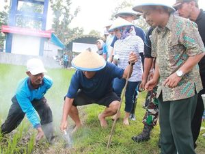 Basmi Hama Tikus di Lamongan, 10 Ekor Bisa Ditukar 1 Kg Beras