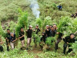 Giliran Ladang Ganja di Aceh Besar Dimusnahkan Polisi!