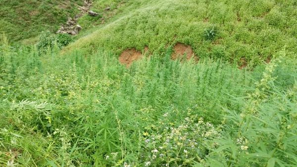 Foto: Ladang Ganja 9 Hektare di Aceh Dibakar