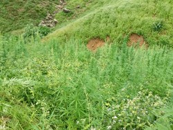 Begini Susahnya ke Lokasi 9 Hektare Ladang Ganja