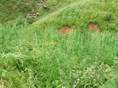 Foto: Ladang Ganja 9 Hektare di Aceh Dibakar