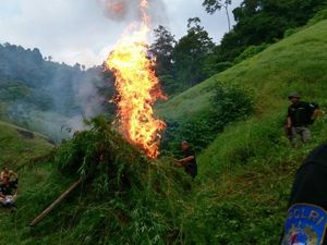 Ladang Ganja 9 Hektare di Aceh Dimusnahkan, Asap Membubung Tinggi