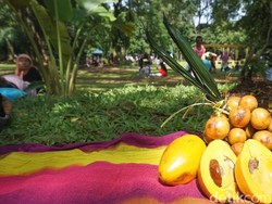 Kangen Rasa Buah Jadul Menteng dan Alkesa? Cari Saja di Ragunan
