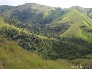 7 Hektare Ladang Ganja di Aceh Dibakar