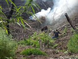 Bareskrim Polri Ungkap 9 Hektare Ladang Ganja di Operasi Akhir Tahun