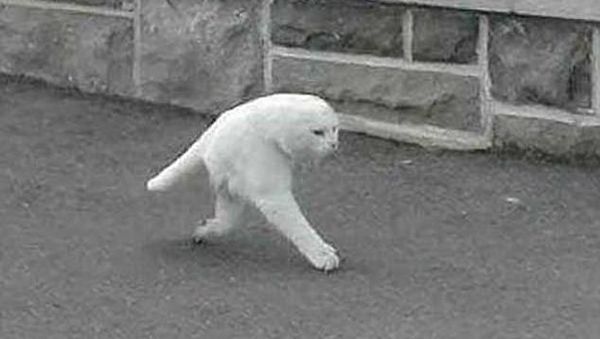 Deretan Foto Super Aneh yang Terekam Google Maps