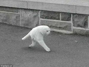 Deretan Foto Super Aneh yang Terekam Google Maps