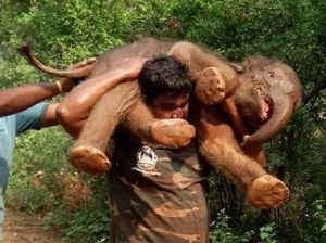 Foto: Kuatnya Pria India yang Gendong Bayi Gajah 100 Kg