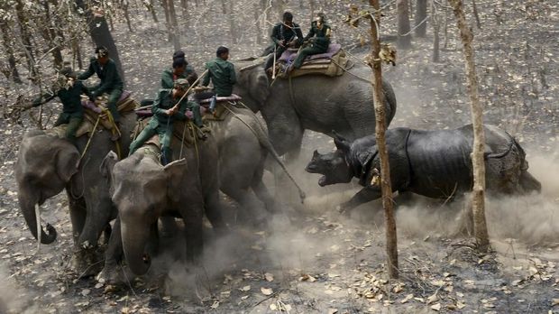 Rekomendasi Tempat Wisata Safari ala 'The Lion King' di Asia