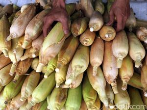 11.500 Ton Jagung NTB Diekspor ke Filipina