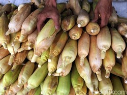 11.500 Ton Jagung NTB Diekspor ke Filipina