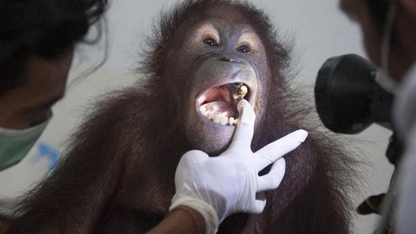 Ketika Dara Diperiksa Dokter Hewan