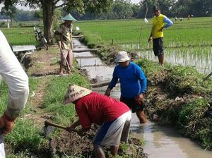 Basmi Tikus di Madiun, 1 Ekor Dibeli Rp 1.500