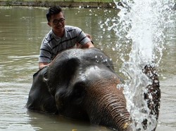 Ini Rasanya Mandiin Gajah di Lampung