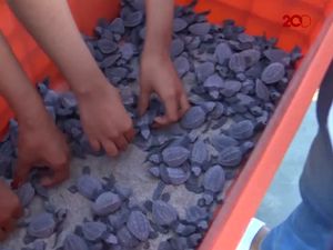 Serunya Melepas Penyu Mungil ke Lautan