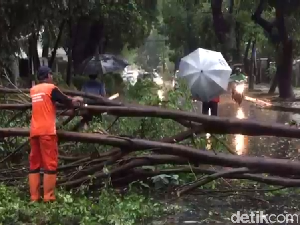 Hujan Disertai Angin Kencang Bikin 2 Pohon di Menteng Tumbang