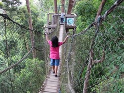 Ini Jembatan Kanopi yang Keren di Kalimantan